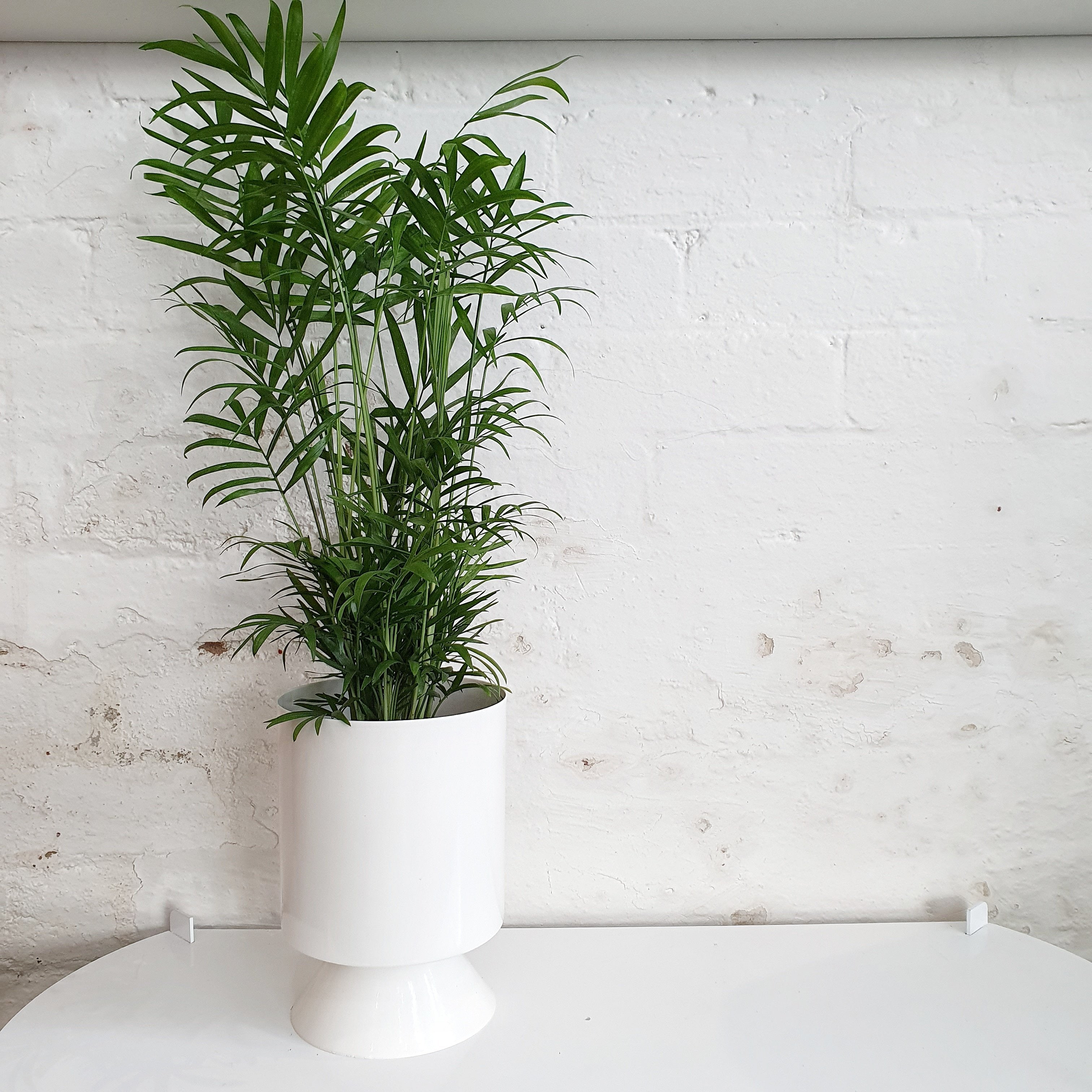 Chamaedorea elegans (Parlour Palm) - 13cm